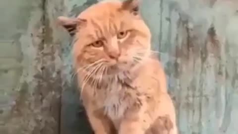 FUNNY CAT'S EMOTION | ENJOY THE PETS EMOTIONS