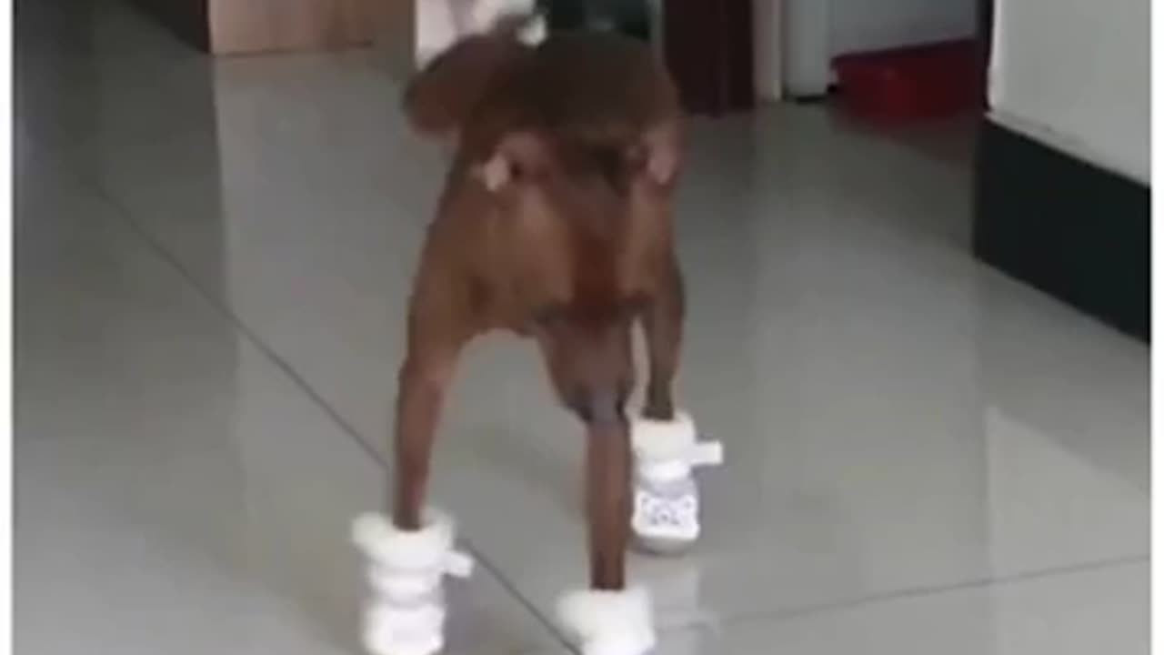 The dog is wearing shoes and he is walking in the shoes in a funny way