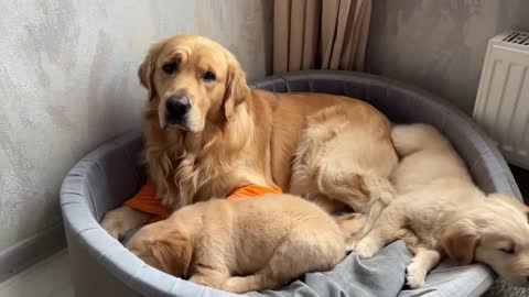 Golden Retriever Dad Guards His Sleeping Puppies