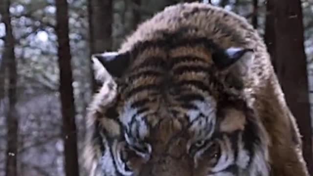 n Simba the Lion meets the Tiger, who is the stronger? Lion Tiger Animal Wo
