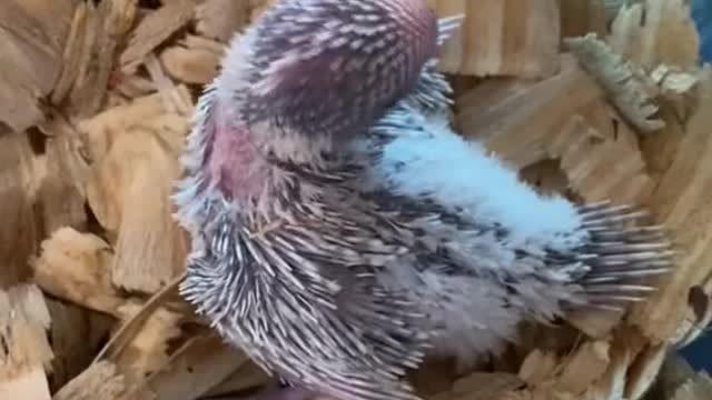 These beautiful baby English Budgies are almost ready for their forever home😍