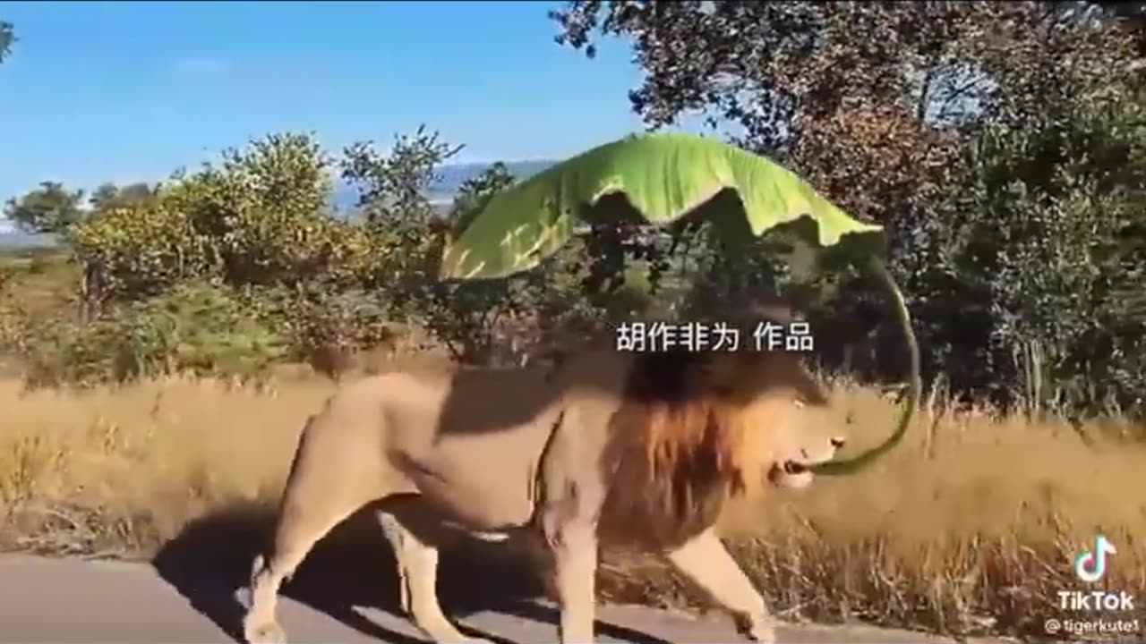 Lion with leaves