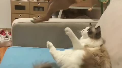 Funny animals Hub and reactions