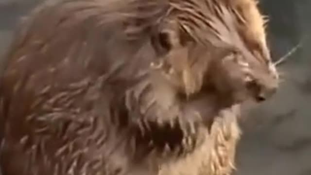 The mouse bathes in water and washes its body