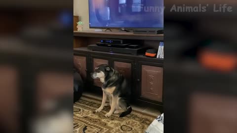 Funny video