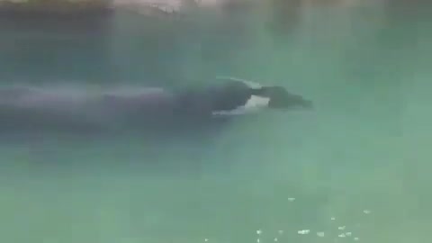 This is a beautiful and charming water-dwelling species