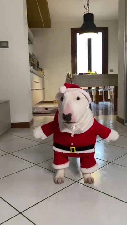 Baby Dogs 🐶 Cute and Funny Dog Videos Puppy Dogs Compilation