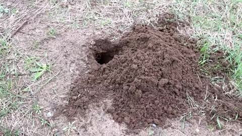 Gopher Digging a Hole