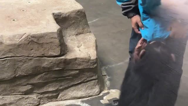 Little chimp looking for food