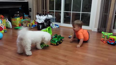 Bichon frise vs. baby