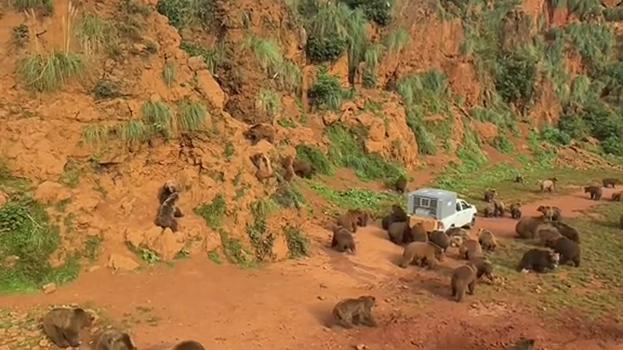 Bears food time in Cabarceno Nature Park