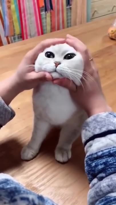 Most Satisfying Funny Cat Video