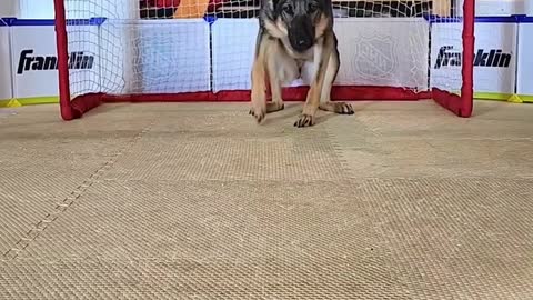 Guess if she can काच the ball?