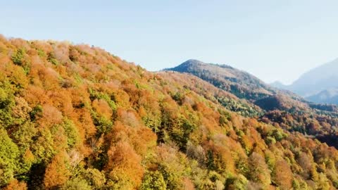 Enchanting Autumn Forests with Beautiful Piano Music
