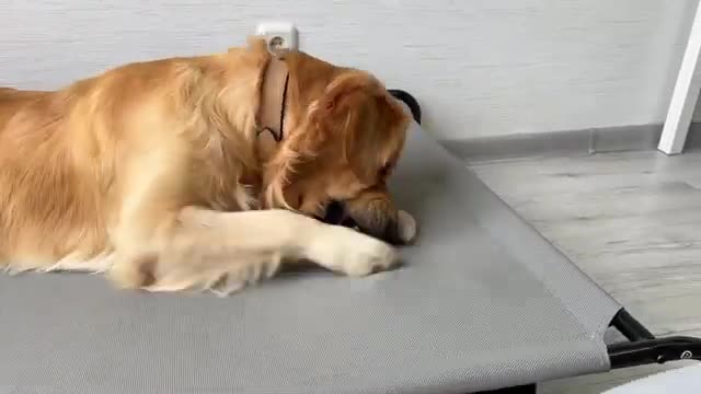 Playful Golden Retriever Gets Tricked by Owner