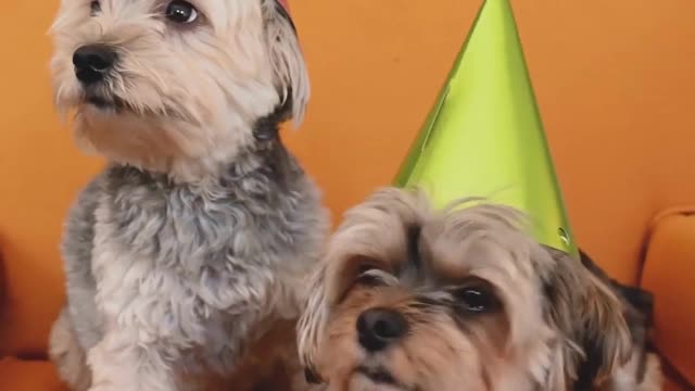 Dogs birthday party..haha