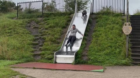 Dog Plays Hard On Slide