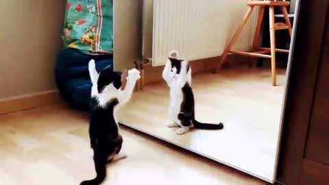 very beautiful cat.