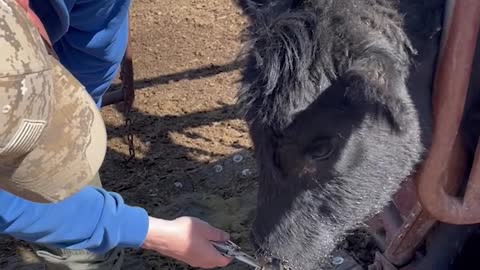 Curious Cow Gets Nose Full of Porcupine Quills