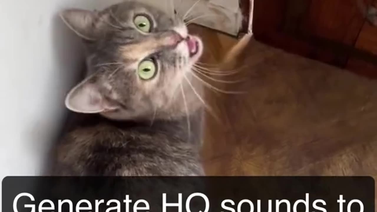 Attracting cats by sound