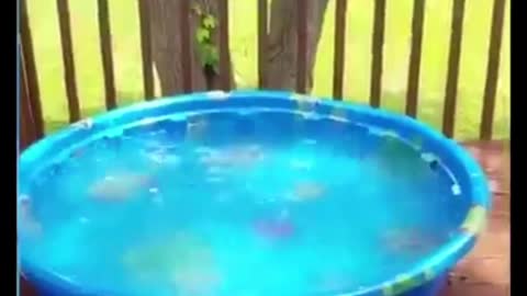 Best of funny animal video 2022