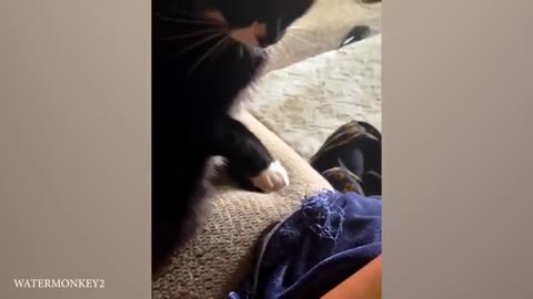 Funny Animal Video