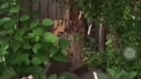 Funny dog playing with themselves