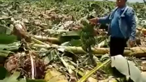 O país do Amor venceu