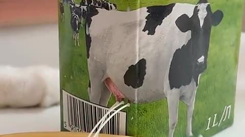 Would you like some fresh milk