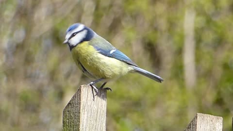 Bleu tit