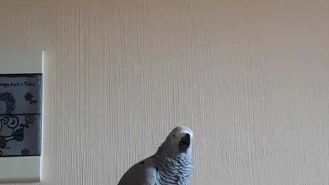 poland #polska #funny #parrot #gadajacapapuga