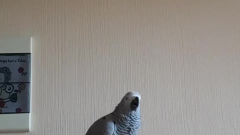 poland #polska #funny #parrot #gadajacapapuga