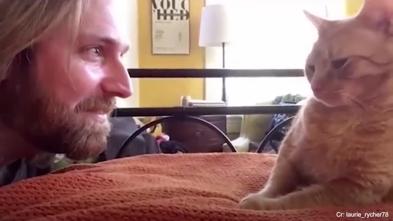 Funny Cat and Their Human will make you EXPLODE LAUGHING - Cute Animal Show Love