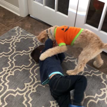 Toddler And A Puppy Have Fun Rolling Around In A Wrestling Match