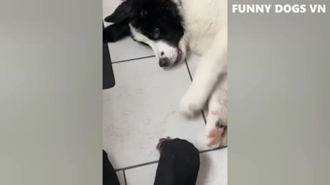 funny dog video