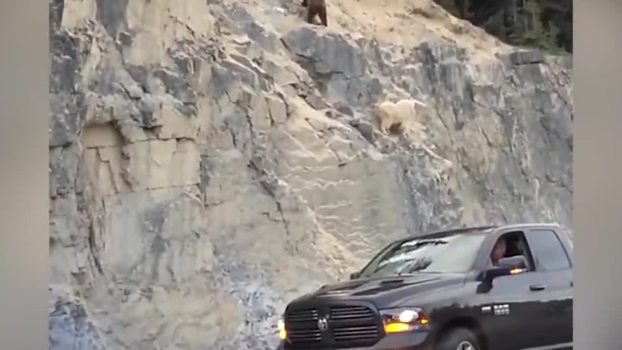 ¡¡¡ Estas CABRAS de montaña Desafían a la MUERTE !!!2