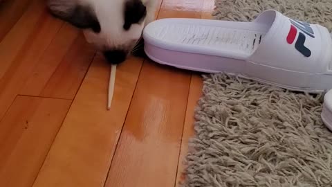 Simba's Chopstick playing