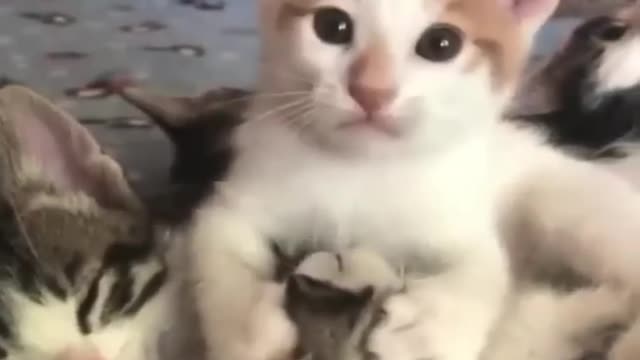 Cute & Funny Pet Animals Shorts Video