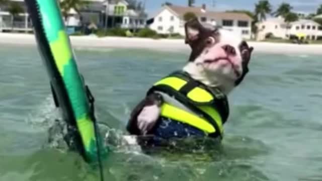 The dog surfs, too, with a funny ending