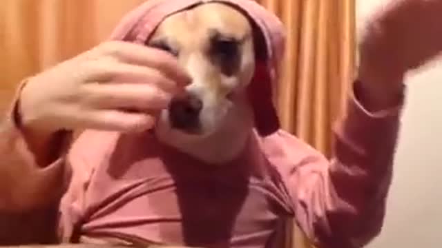 This dog enjoyed it's music with some nuts while everyone is away