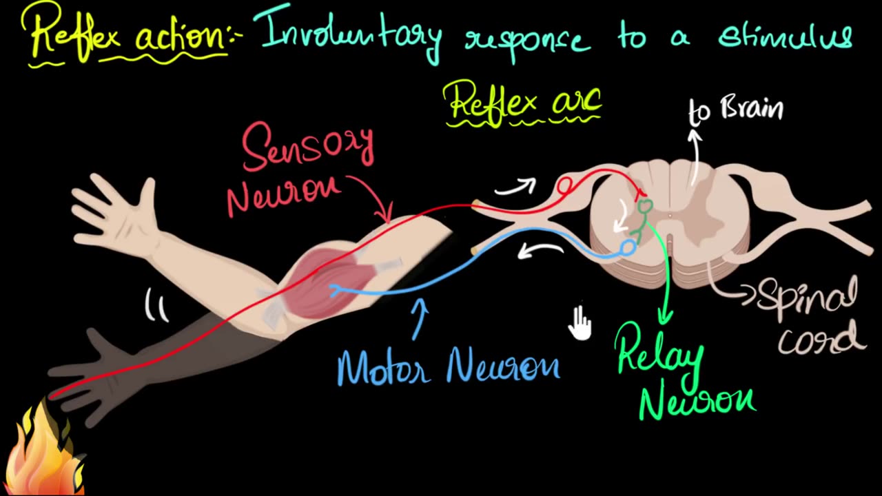 Reflex action (& reflex arc) - Control & Coordination