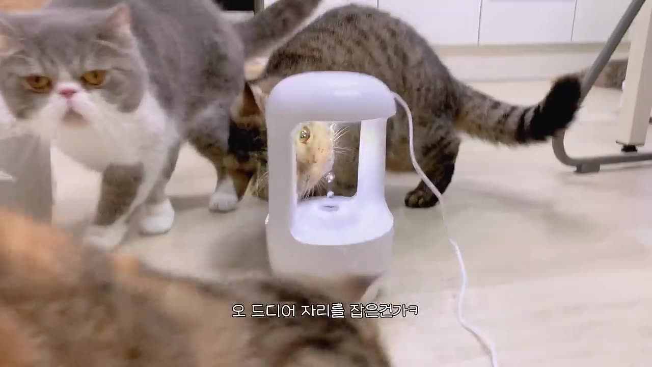 Cats VS Humidifier
