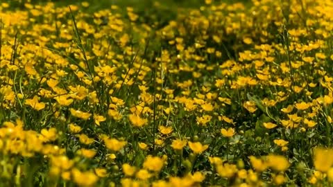 The beautiful sea of flowers brings you