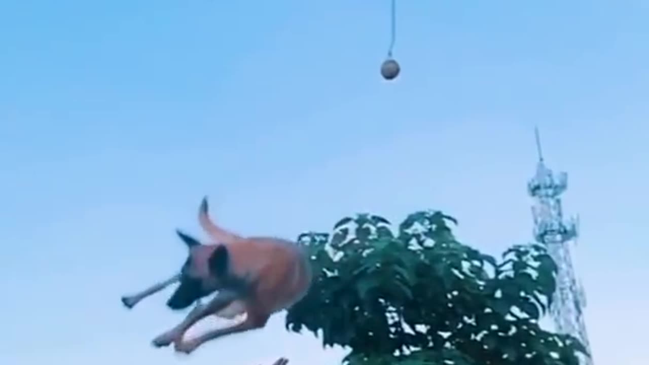 AMAZING DOG stunt viral .. Watch till end