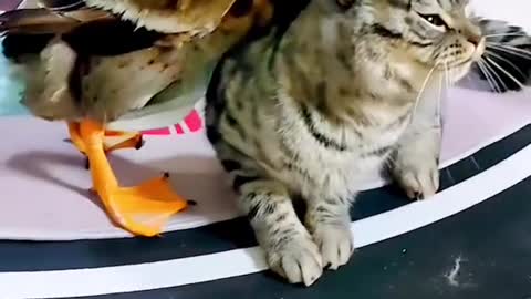 Cat vs Duck fight 😎