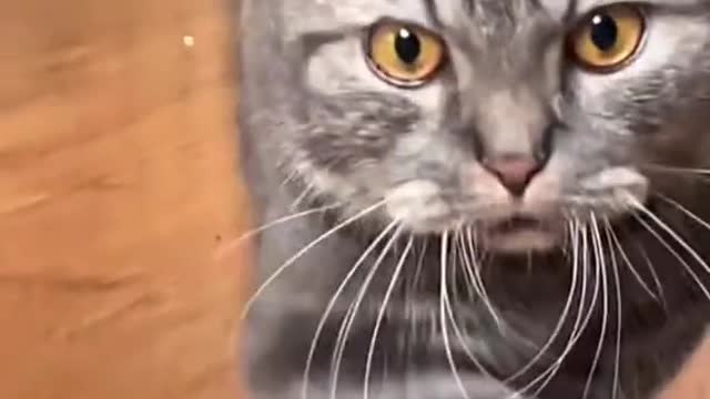 catsoftiktok