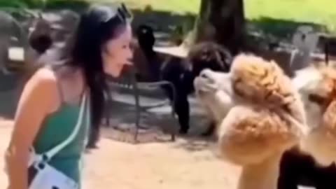 Most Funny video and challenge don't try to Laugh #funnyvideos #funnymoments