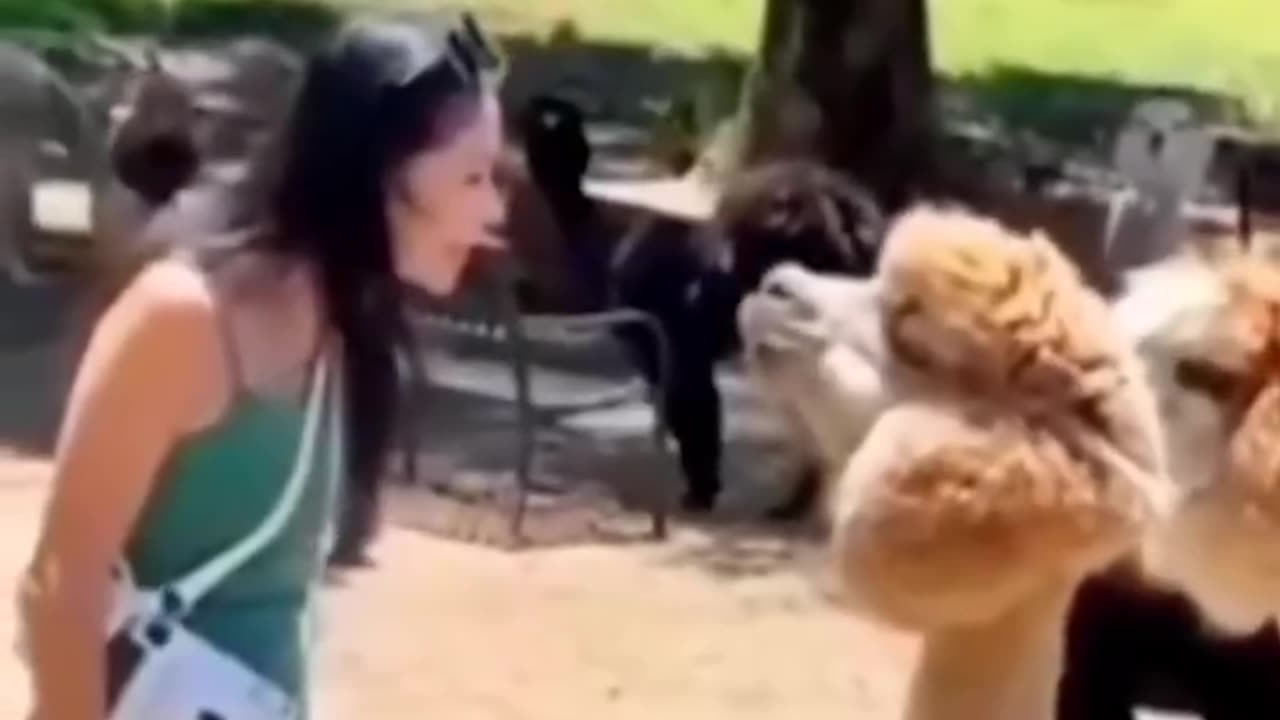 Most Funny video and challenge don't try to Laugh #funnyvideos #funnymoments