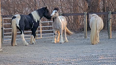 Best friends horsing around 1