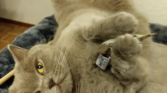 Cat.exe has stopped working 🙀